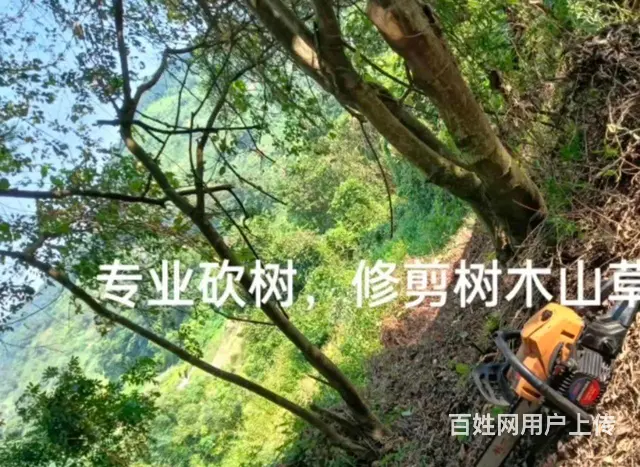 普宁专业割草砍树 - 图片 1