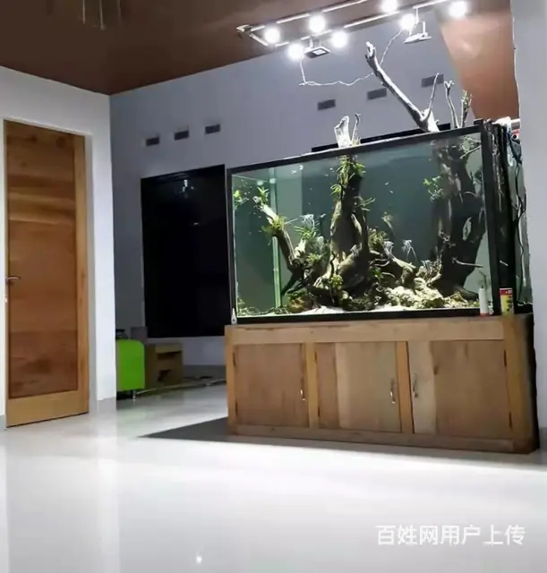 专业搬鱼缸，定做鱼缸，清理鱼缸，上门刷鱼缸 - 图片 1