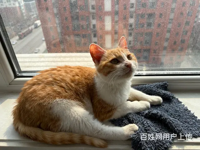 【搞定了！】橙猫 - 图片 3
