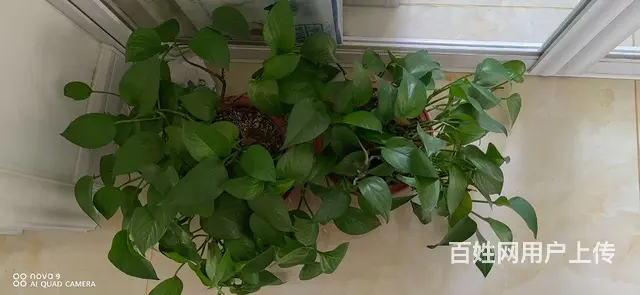 出售缘萝 - 图片 1