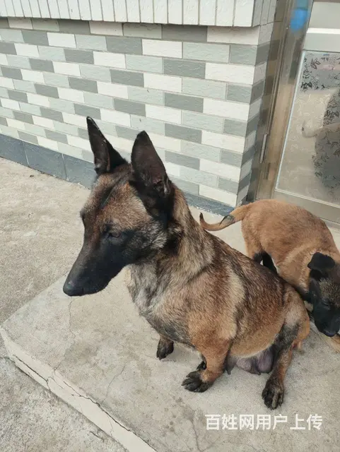 马犬幼犬 - 图片