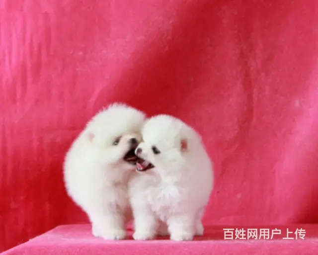 博美 博美幼犬 哈多利系球体 公母都有 健康 - 图片 2