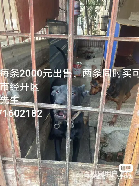 出售杜宾犬两只 - 图片 1