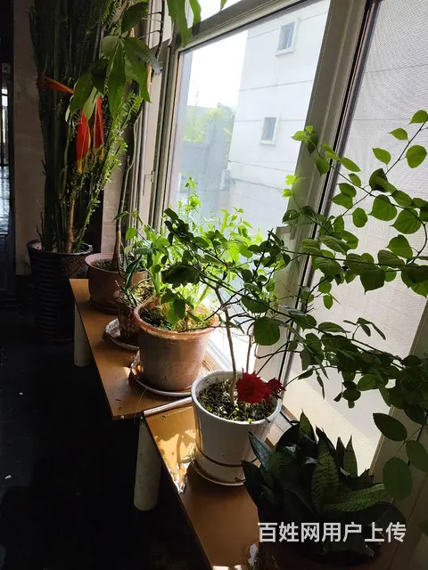 自家养的发财树，三角梅，虎尾兰，茉莉，龙骨，月季等 - 图片 4