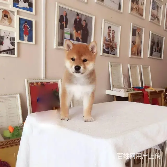 赛级柴犬，CKU认证品质，专业信誉服务 - 图片 7