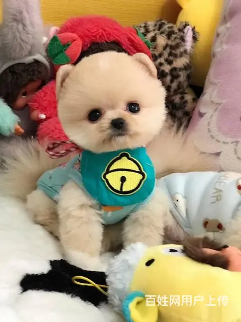 纯种哈多利博美犬 纯种球体白色博美幼犬供您选 - 图片 8