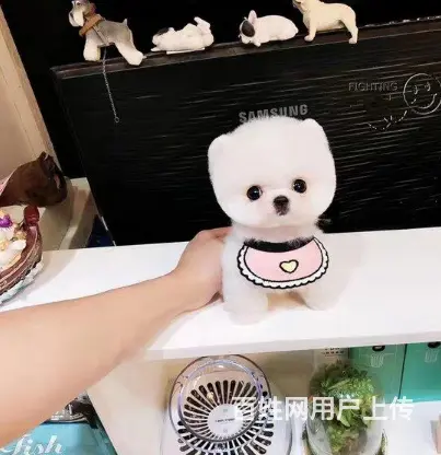 纯种博美 品相好，质量保证，价格合理又便宜，欢迎前 - 图片 8