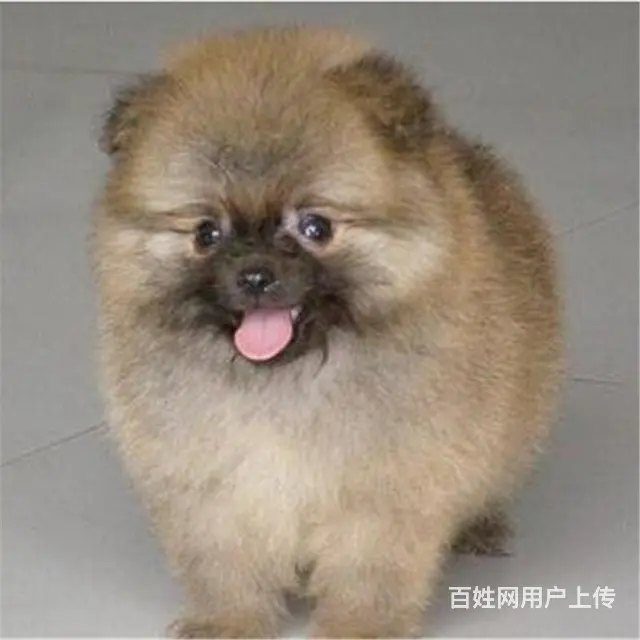 七台河纯种博美去哪儿卖▲纯种博美犬舍 - 图片 4