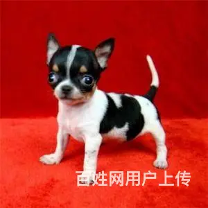 邢台哪里有卖吉娃娃的 三个月吉娃娃幼犬多少钱 - 图片 7