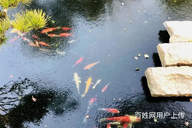 苏州锦鲤鱼金鱼养殖批发市场地址 - 图片 4