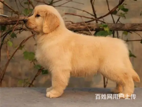 金毛幼犬多少钱一只 纯种金毛幼犬价格 双血统金 - 图片 10