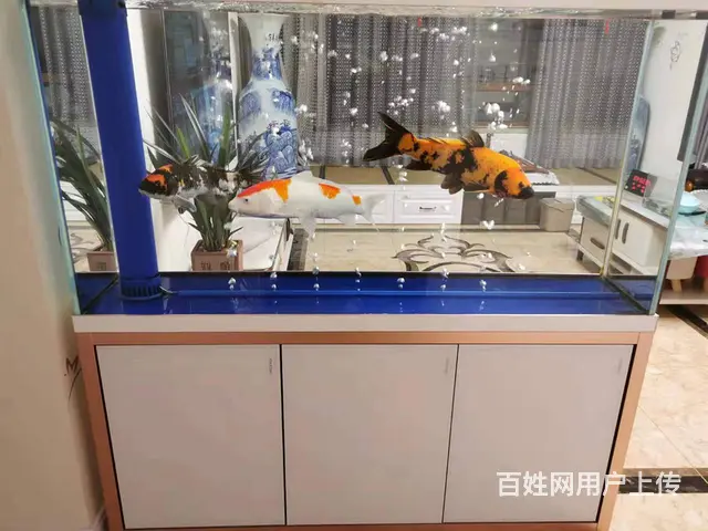 出售品牌二手鱼缸，1.5米大尺寸底滤鱼缸 - 图片 2