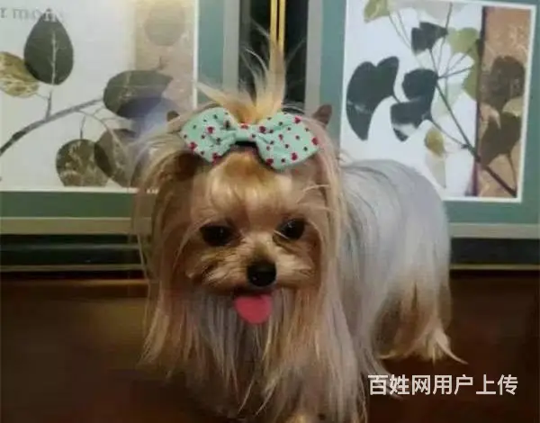 出售纯种约克夏 可爱活泼 疫苗驱虫都做了 公母 - 图片 1