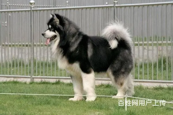 出售顶级阿拉斯加幼犬 纯种健康有保障 - 图片 7