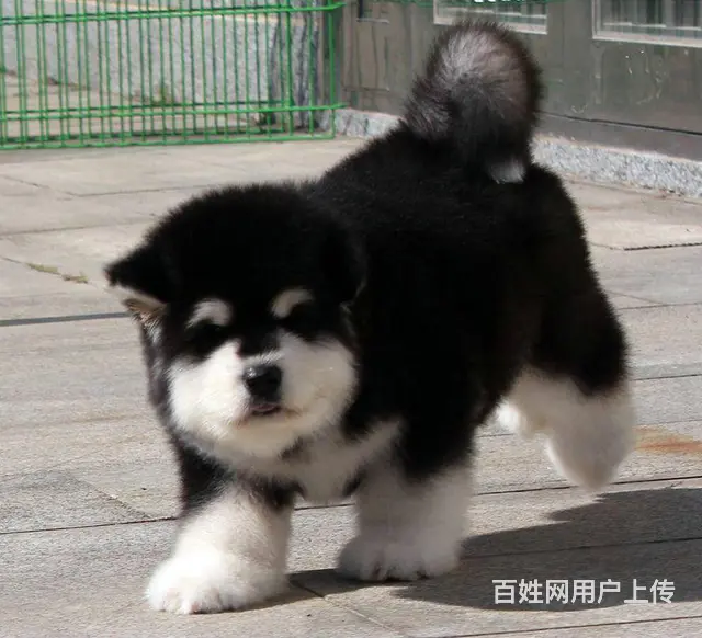 双血统巨型阿拉斯加幼犬低价质保出售 签署保证协议 - 图片 2