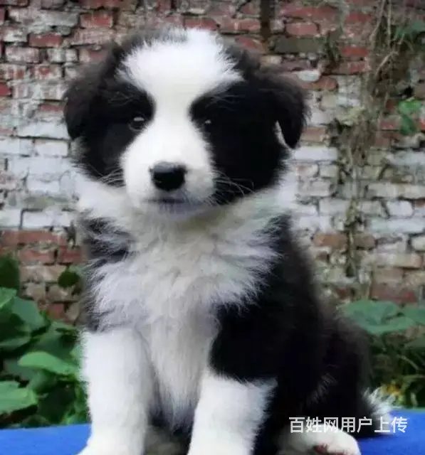 承德边牧怎么卖 家养边牧 疫苗齐全 - 图片 5