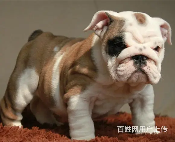 武汉【十年老店】常年繁殖优质血统英牛幼犬 - 图片 6