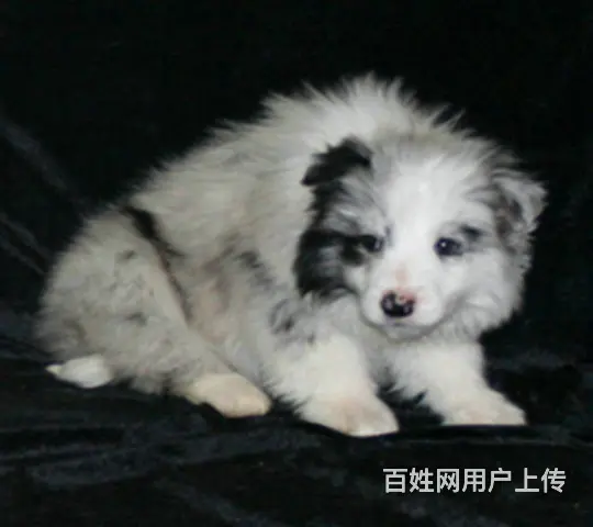 纯种 边境宝宝狗狗中的小诸葛超聪明超懂事保健康 - 图片 5