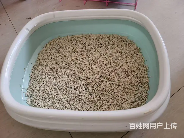 英短蓝白 - 图片 5