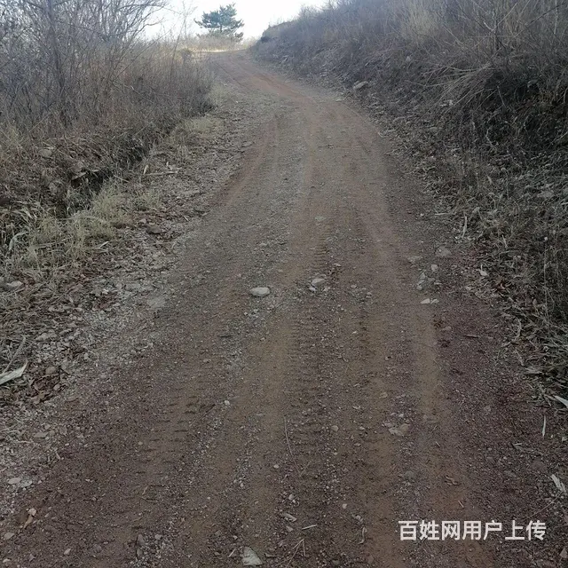 荒山转让大约两千多亩 - 图片 5