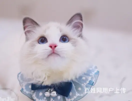 布偶猫多少钱一只 布偶猫肠胃好吗 图片价位 - 图片 2