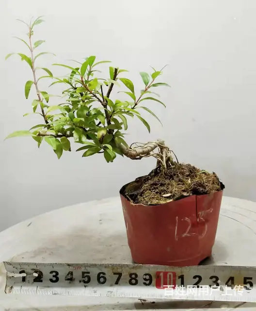 湖北大学自考本科毕业生杨世毅先生淘宝盛世鑫毅植物园 - 图片 10