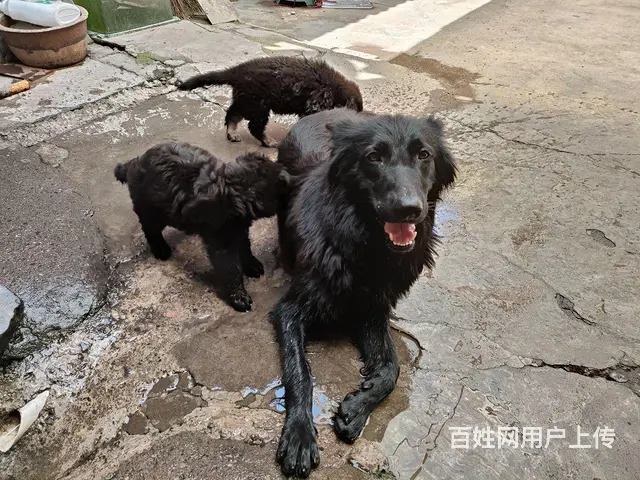 低价出售东德牧羊犬。 - 图片 2