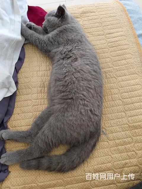 家养蓝猫出售 - 图片 2