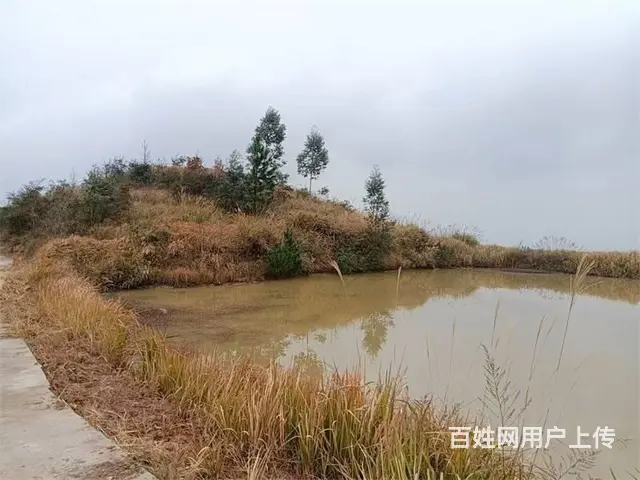 【同城搜铺网】铁山隧洞出口30亩土地便宜出租（带鱼塘） - 图片 3