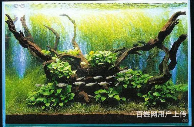 鱼阿姨护理鱼缸 - 图片 3