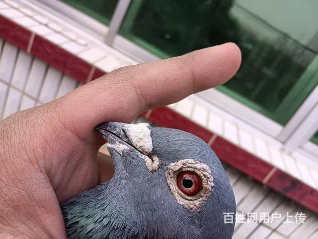 出售信鸽 - 图片 2