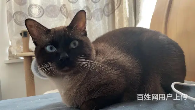 暹罗猫丢失 - 图片 3