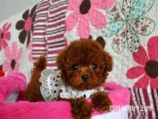广州纯种贵宾犬价格 狗舍直销 包纯种健康签协议 - 图片 12
