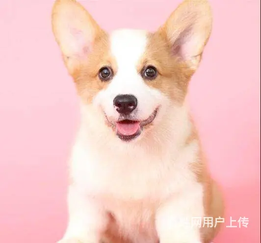 双血统柯基幼犬现货可挑柯基价格柯基犬好不好养图片 - 图片 8