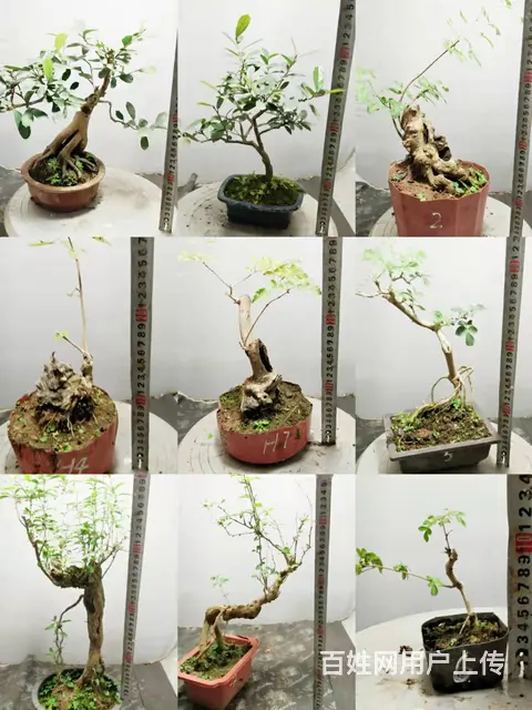 花木盆景电商平台淘宝网盛世鑫毅植物园艺术总监杨世毅 - 图片 1