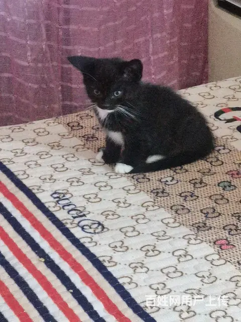 免费送小猫咪 - 图片 5
