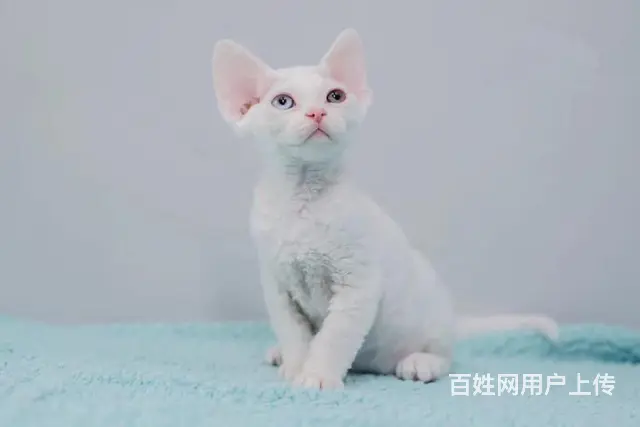 哪里有德文卷毛猫卖的 卷毛猫多少钱 卷毛猫好养吗 - 图片 2