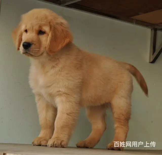 售纯种金毛猎犬 黄金猎犬母狗幼犬 欢迎选购 - 图片 4