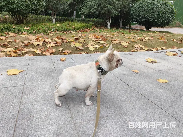 出售高品质法牛 - 图片 3