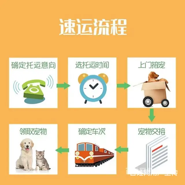 信阳息县托运宠物 （猫狗活体运输）快递至全国各地 - 图片 3