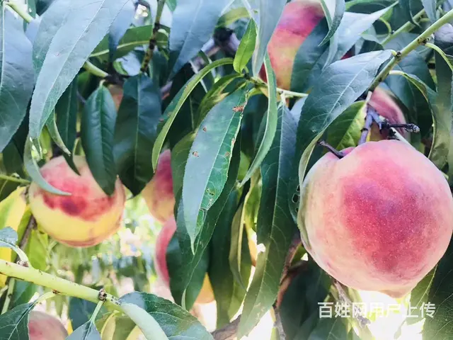 果园出租有水电房 - 图片 3
