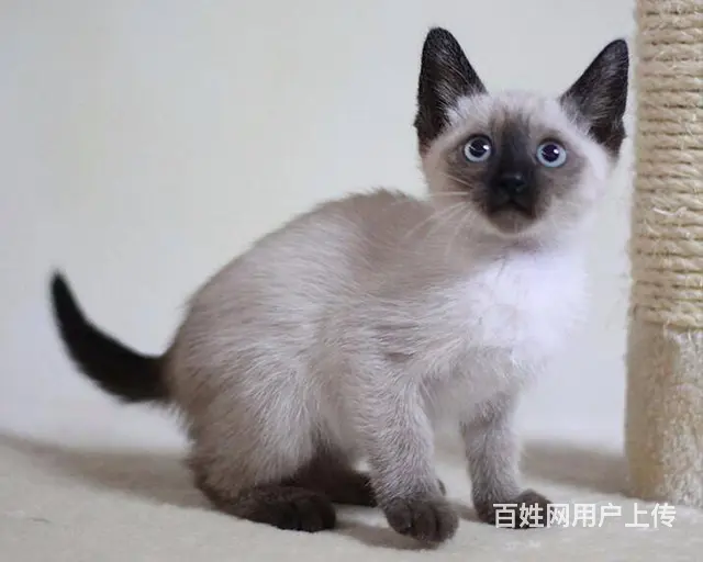 常州出售自家繁殖纯种暹罗猫幼猫 健康保障 可送货 - 图片 8