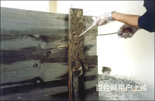 简阳灭白蚁公司，简阳杀白蚁公司，简阳除白蚁公司 - 图片 2