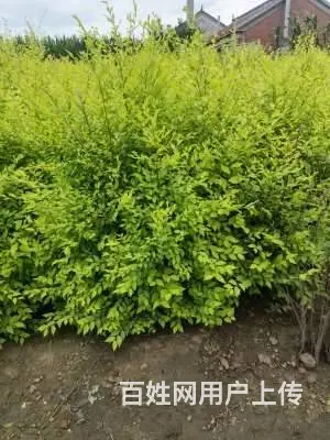 园林绿化施工，附近草坪，园林，绿化工程，红豆杉，土 - 图片 7