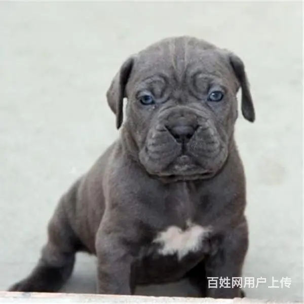 六安买一只卡斯罗大概要多少钱，卡斯罗犬舍地址 - 图片 4
