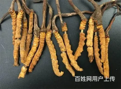 花都回收冬虫夏草价格和冬虫夏草的功效 - 图片 5