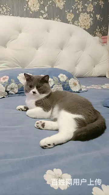 金吉拉英短一袋猫粮 - 图片 5