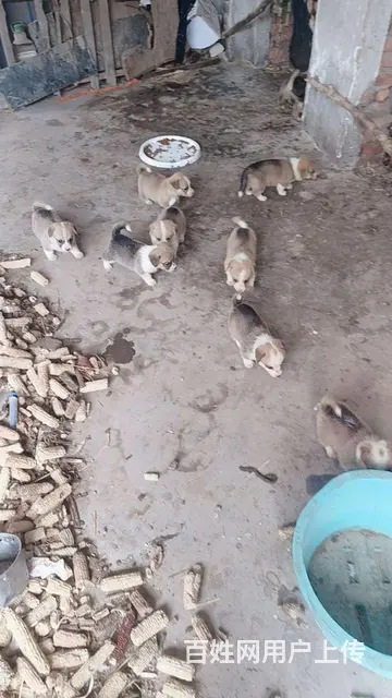 奶牛脸柯基幼犬 - 图片 3
