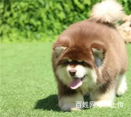双血统巨型阿拉斯加幼犬 低价质保出售 签署保证协议 - 图片 1