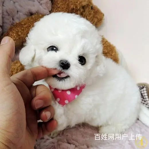 辽阳哪有比熊犬舍繁殖_稍微好点得比熊多少钱 - 图片 3